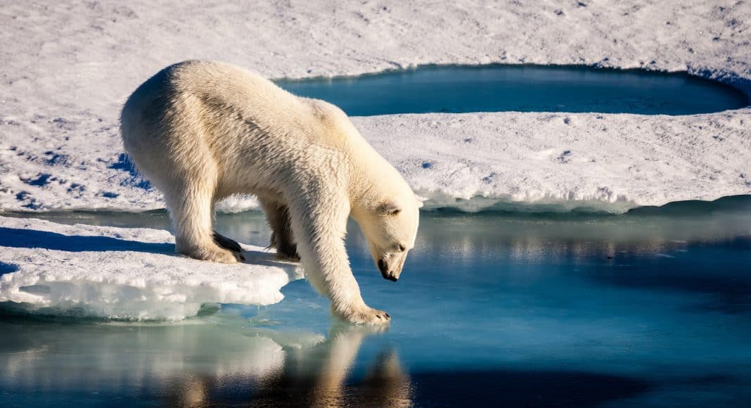 Eisbär steht auf einer Eisfläche, die von Wasser umgeben ist.