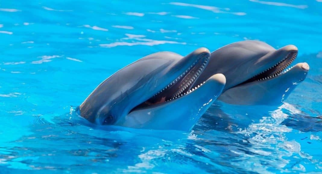 Delphine und Wale dürfen nicht in die Schweiz importiert werden.