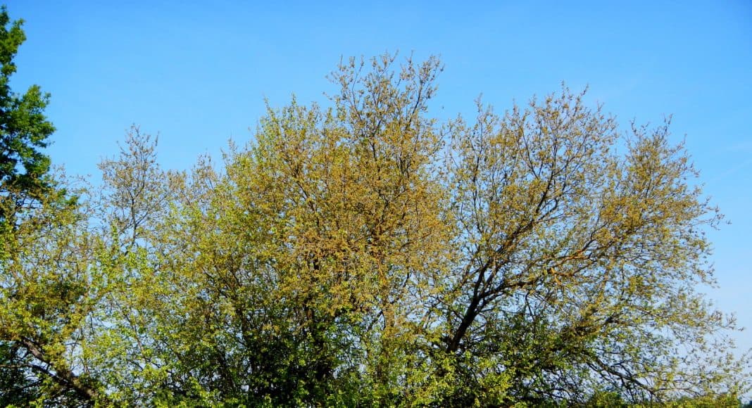 Ein Maulbeerbaum.