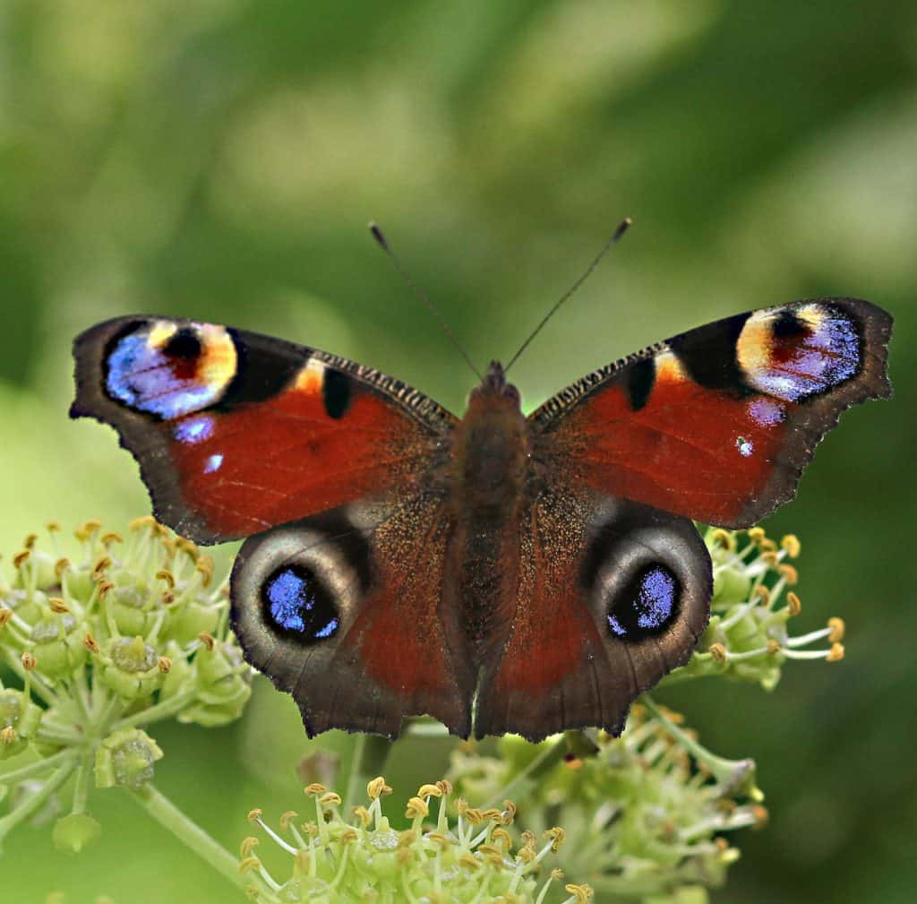 Ein Schmetterling, das Pfauenauge auf dem Efeu.