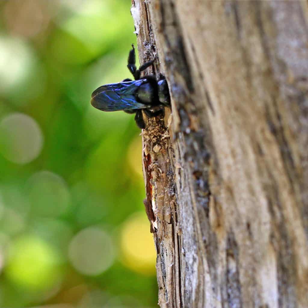 Eine Blaue Holzbiene am Holz.