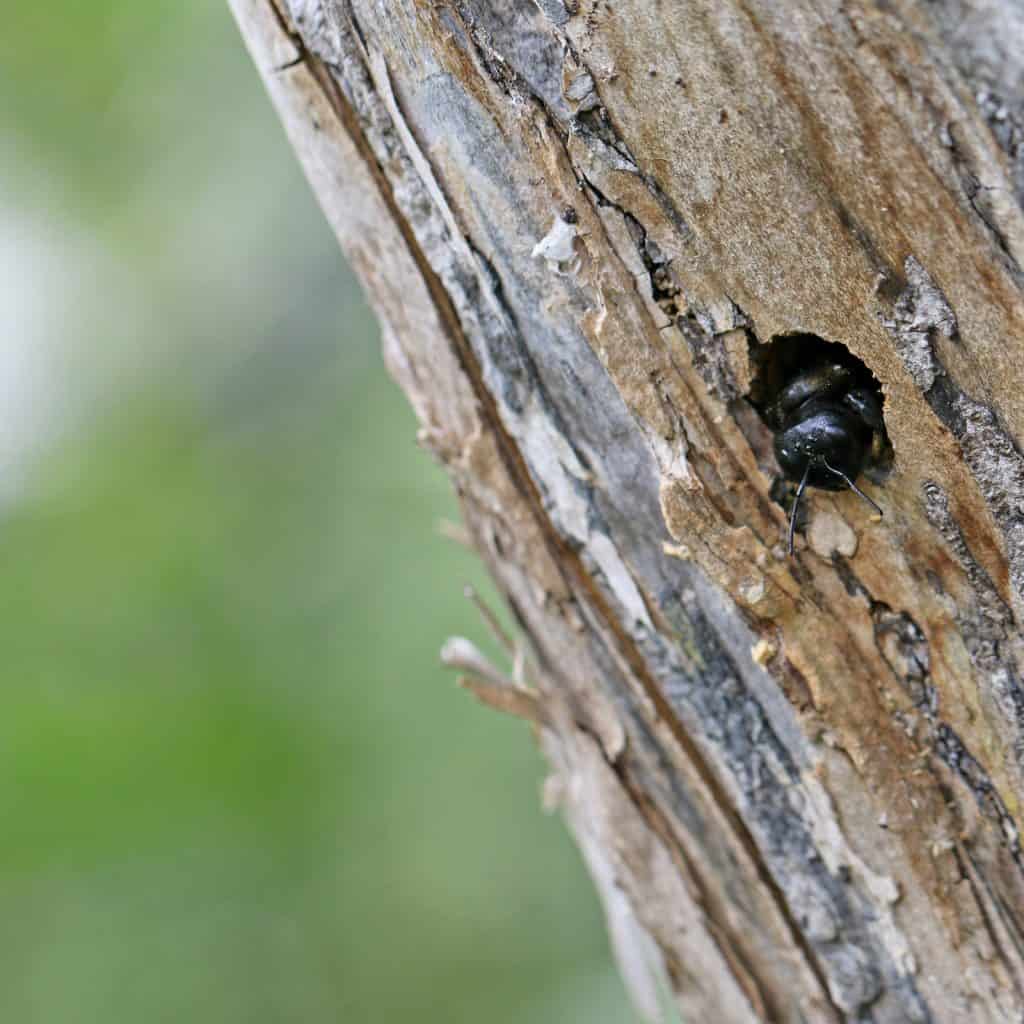 Eine blaue Holzbiene schaut aus ihrem Holzlock heraus.