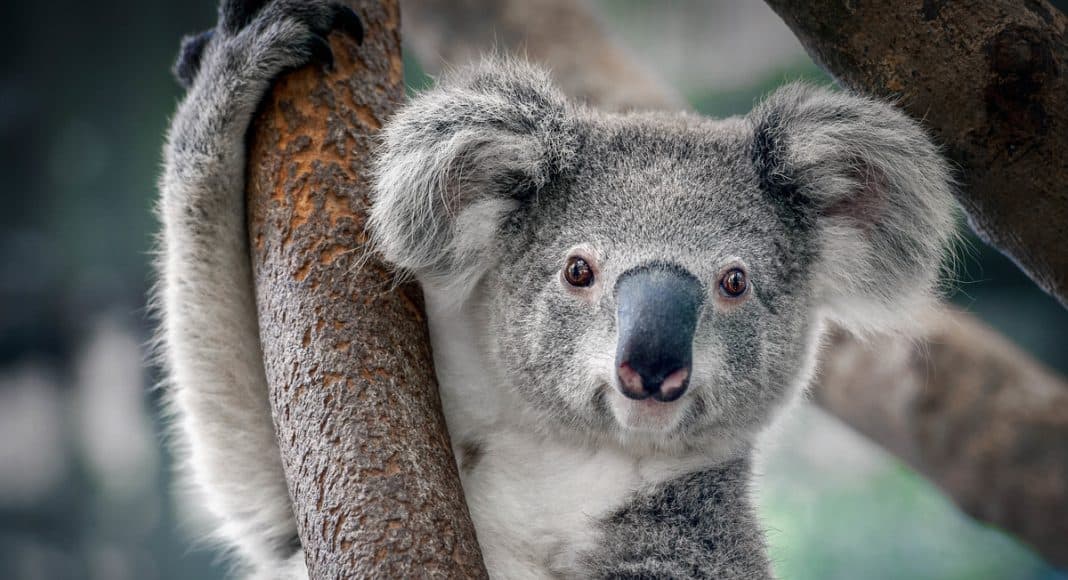 Der Koala ist bedroht. Vor allem wegen dem Klimawandel und dem zunehmenden Verkehr.