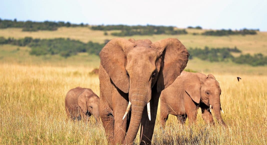 Drei Elefanten laufen über die afrikanische Savanne.
