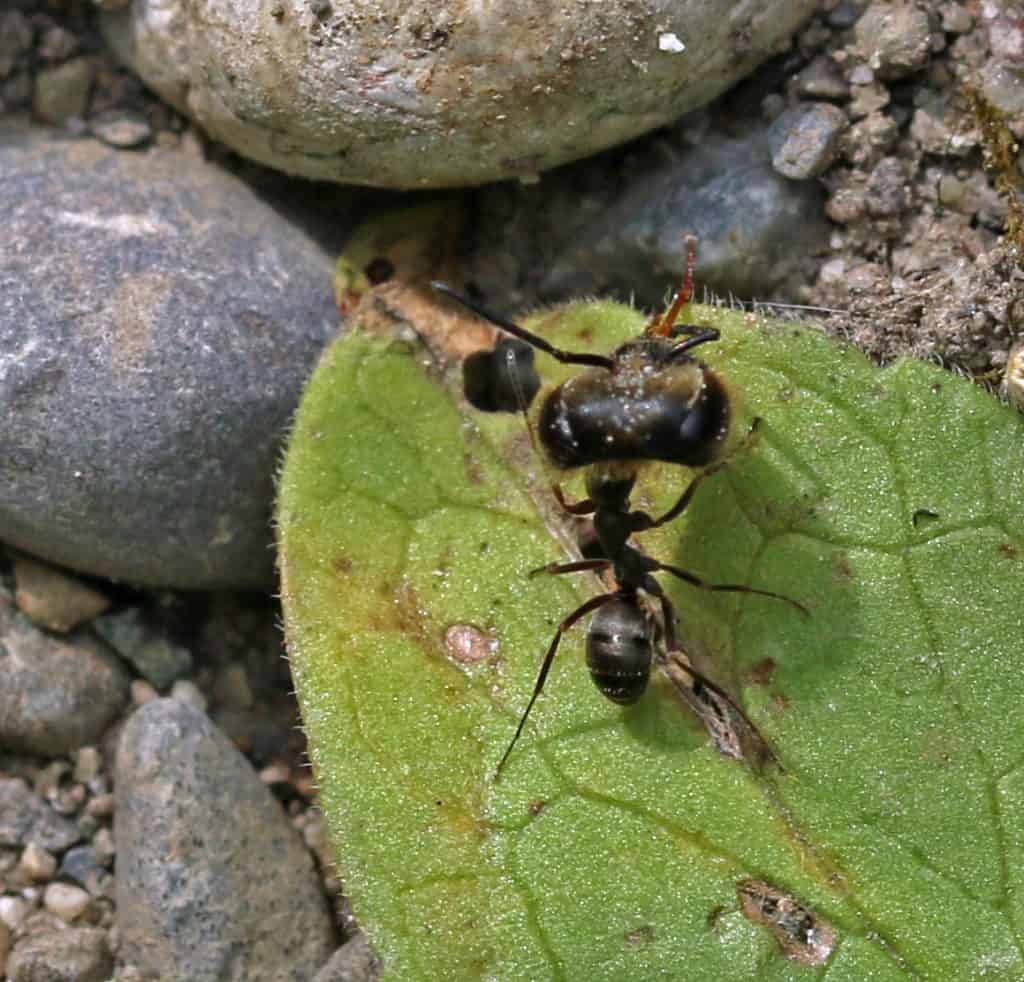Eine Ameise trägt einen Hummelkopf herum.