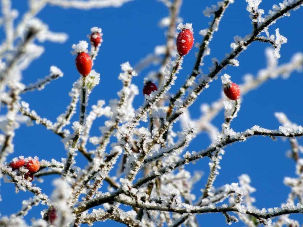 EIn Weissdorn mit Beeren, die wertvolle Futterquellen im Winter sind.