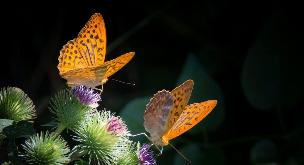 Zwei Schmetterling sitzen auf Distelblüten