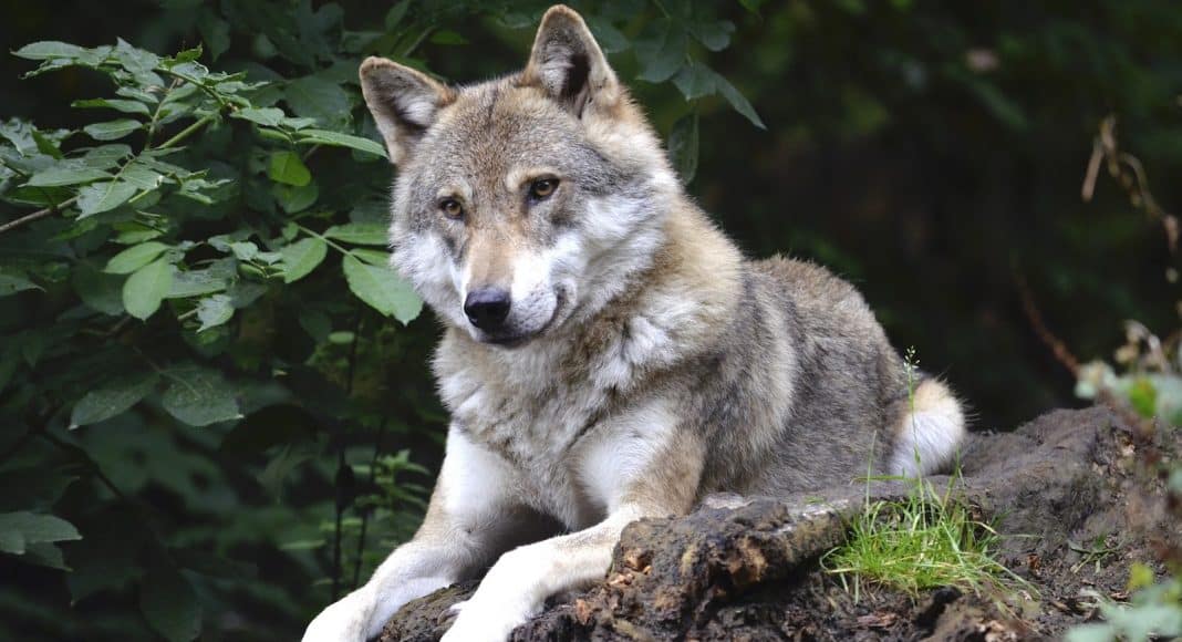 Verwirrung um den Wolf im Kanton Wallis: Es gibt kein neues Rudel.