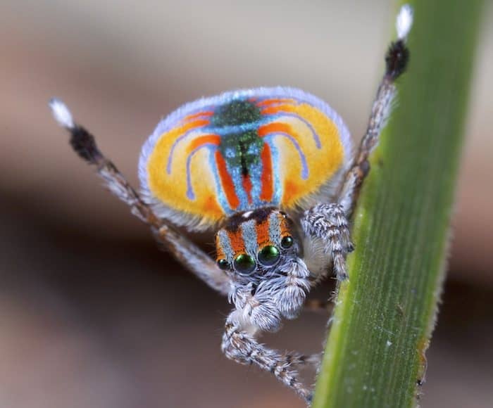 Die Pfauenspinnen liefern einen coolen Tanz ab, um das Weibchen zu beeindrucken.