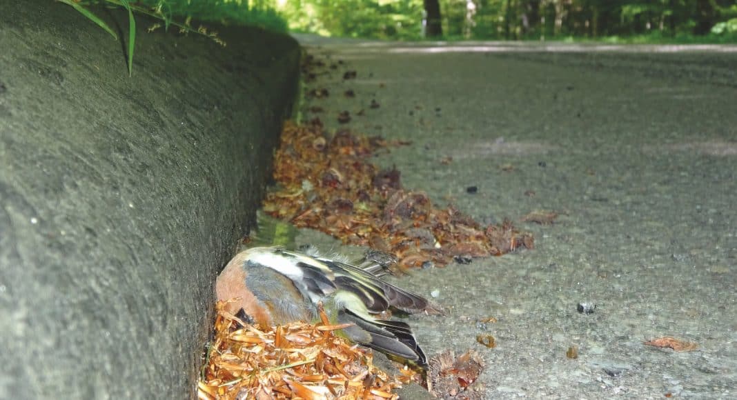 Fallen im Lebensraum können tödlich enden, wie hier ein toter Vogel.