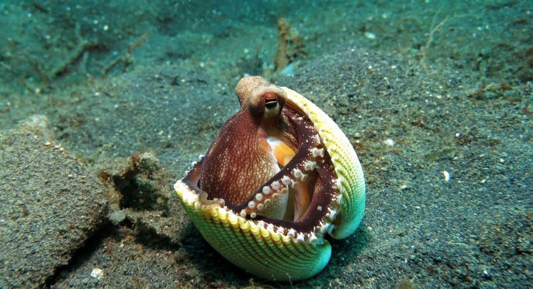 Der Oktopus ist das intelligenteste Weichtier.
