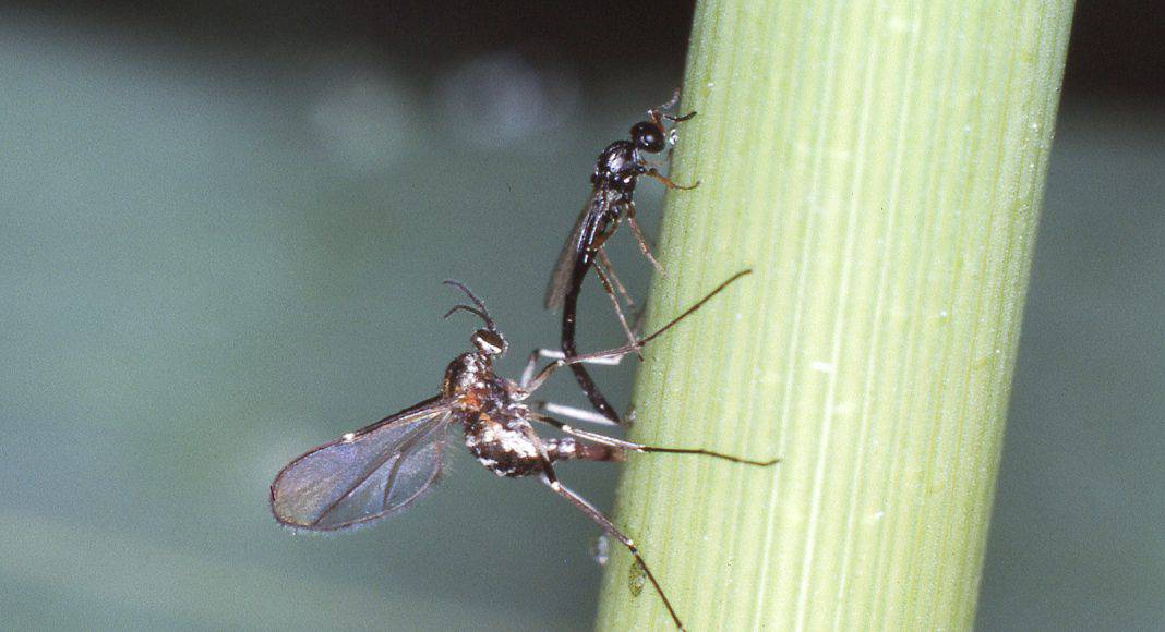 Die Ballmücke und ihr Parasitoid, eine Zehrwespe