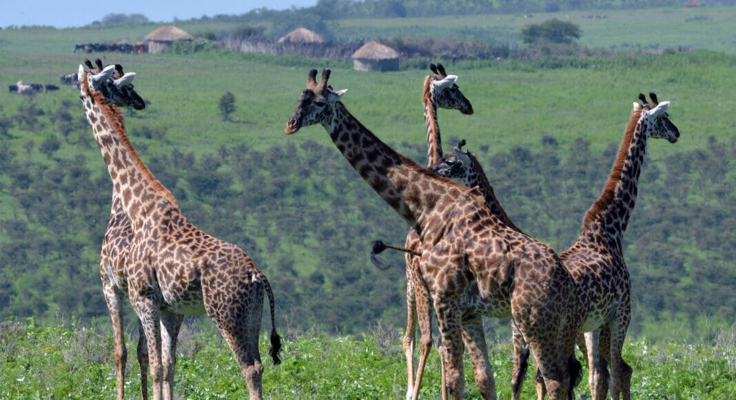 Menschen beeintraechtigen das Sozialleben von Giraffen