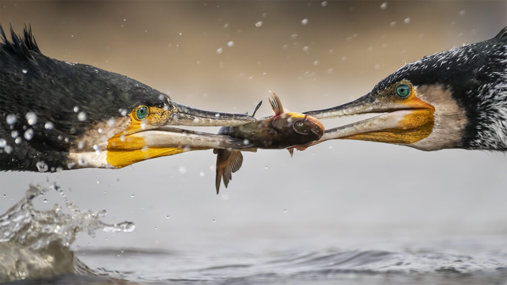 Zwei Kormorane streiten um Fisch