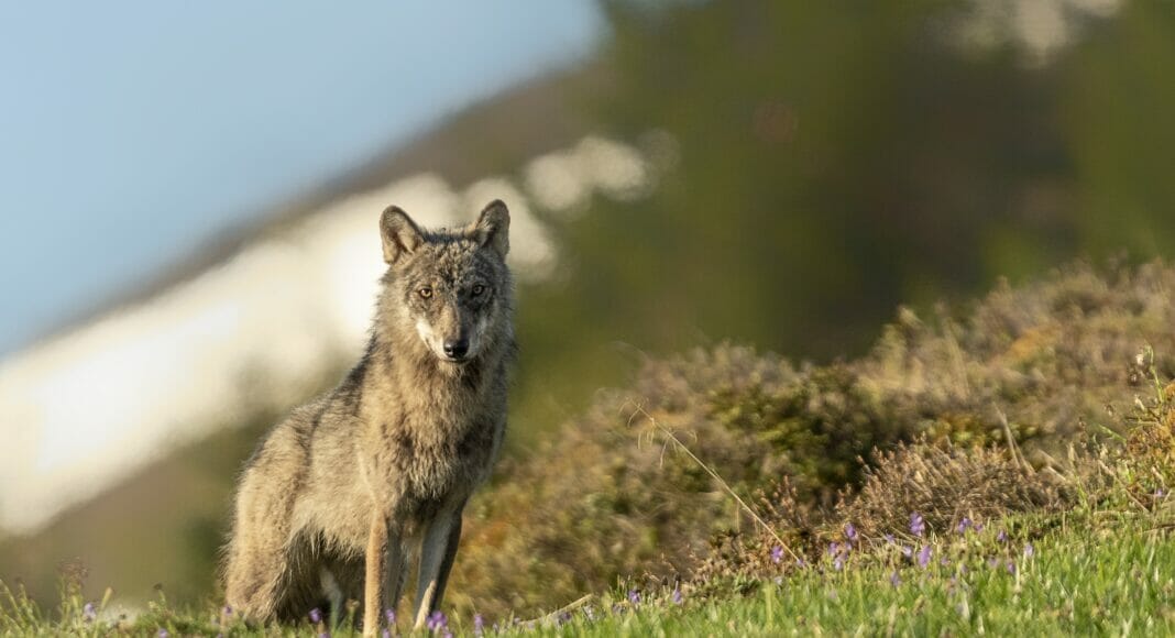Friedlicher Wolf in Graubünden