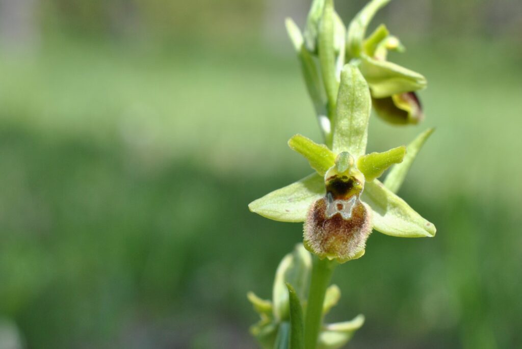 Ophrys arenola