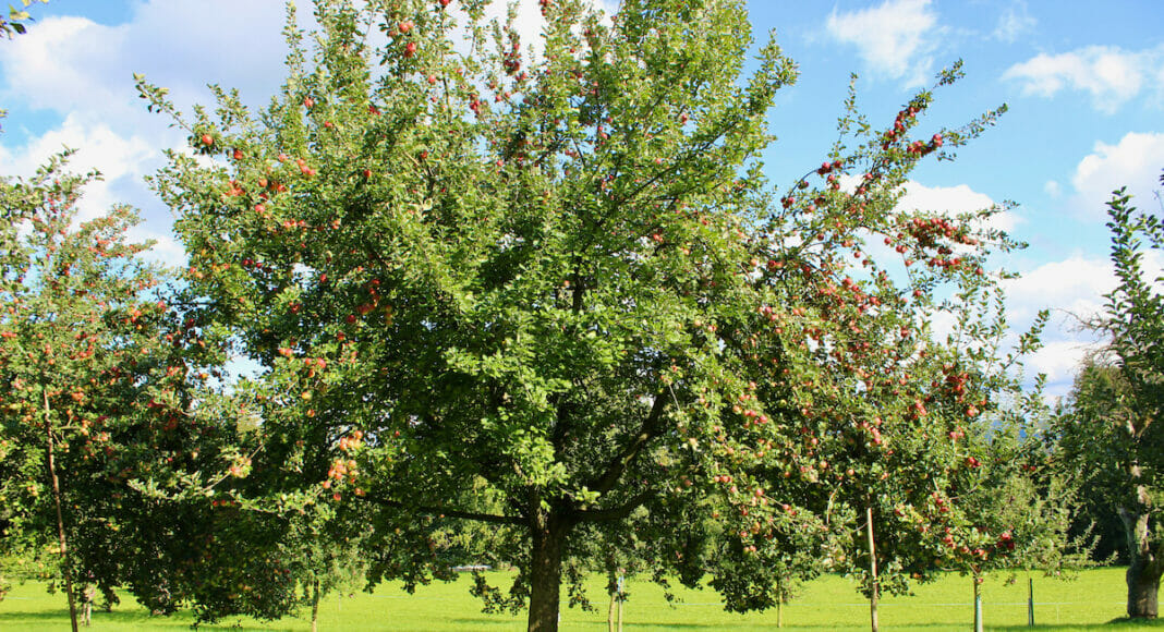 Niederhelfenschwilder Beeriapfelbaum mit reifen Äpfeln