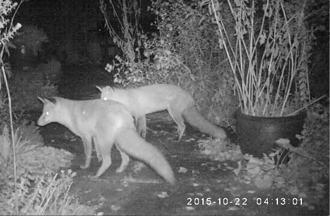 Zwei Fuchs im nächtlichen Garten.