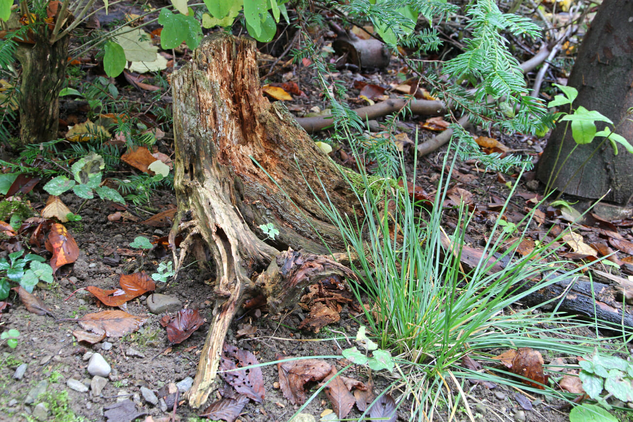 Totholz, wie dieser Stamm, ist ein wichtiger Lebensraum für Insekten und andere Tiere.