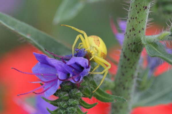 Eine Krabbenspinne lauert auf einer Blüte.