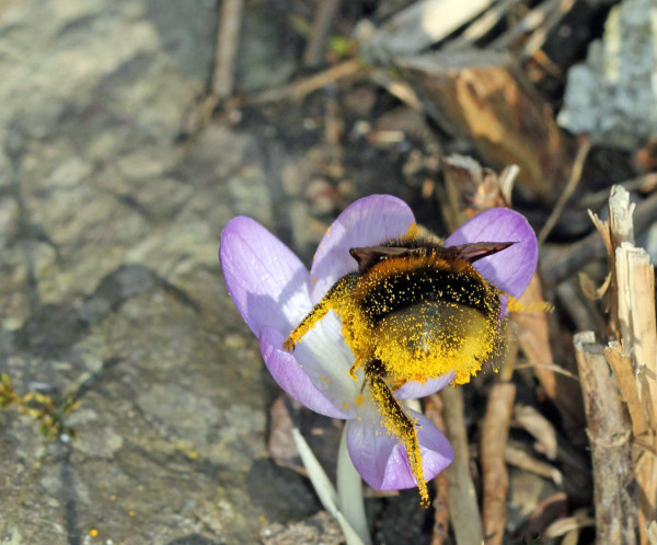 Hummelkönigin kopfüber in Blume und voll von Pollen.